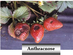 Anthracnose