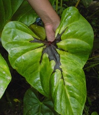 Anthurium infecté (D. Mian - Fredom Martinique)