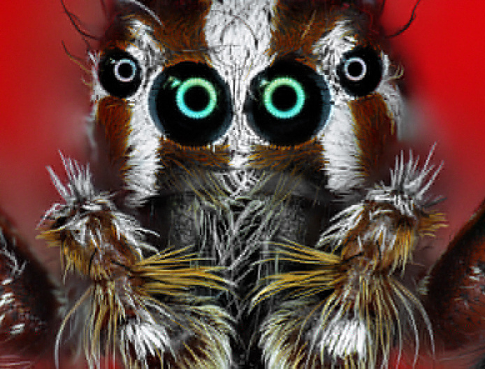 Salticide-Plexippus paykulli (© Antoine Franck - Cirad)