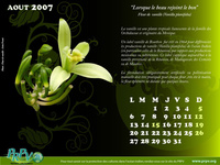 Aout