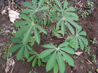 Plant de manioc