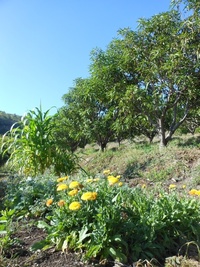 Essai bande fleurie sur parcelle BIOPHYTO (© Caroline Gloanec)