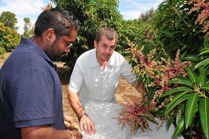 Equipe CIRAD en train de faire un battage punaise dans le cadre de la thèse sur la bioécologie de la Punaise du manguier (© Cirad)