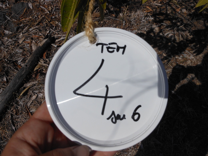 Toutes les parcelles sont équipées de pitfall pour réaliser des suivis entomologiques (© C. Gloanec)