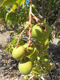 Comment les consommateurs vont percevoir une mangue produite selon la protection agroécologique ?