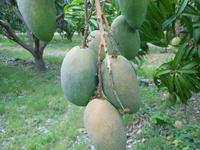 Mangue américaine BIOPHYTO encore verte (© H. Farges)