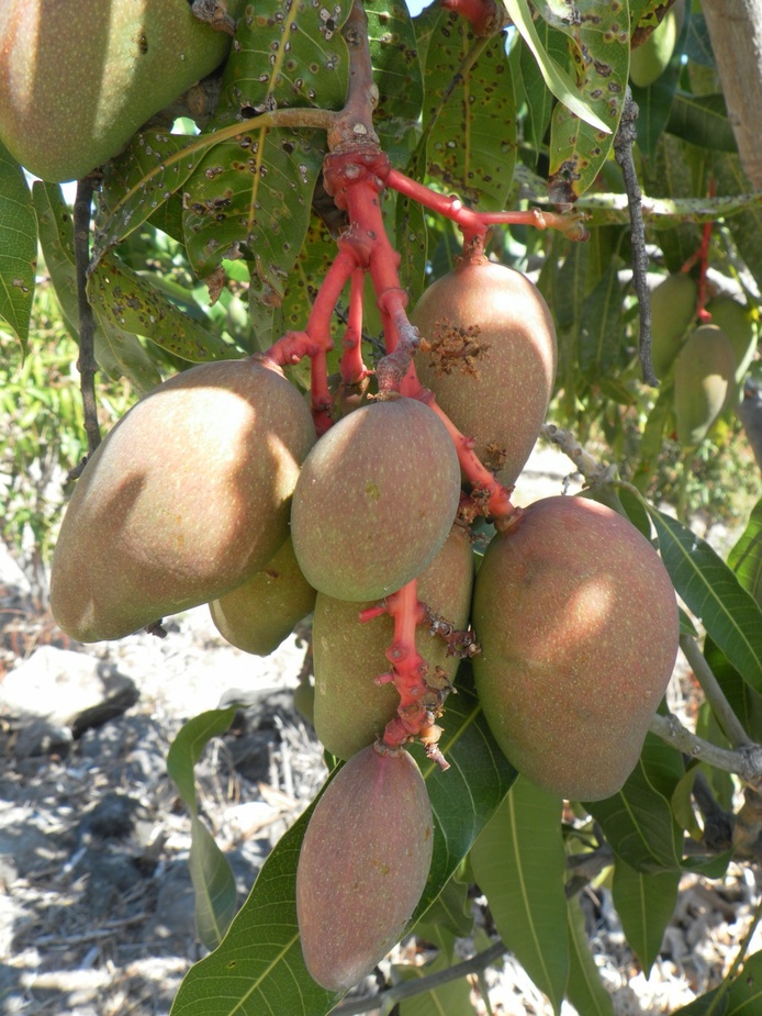 Quelles voies de valorisation pour une mangue sans insecticide ? (© H. Farges)