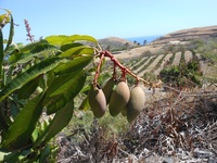 Le paysage a un effet sur la biodiversité des parcelles et la production de mangue (© C. Gloanec)