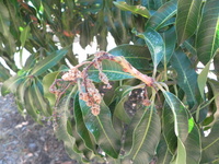 Dégâts de cécidomyie des fleurs (© H. Farges)