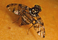 La Ceratitis Rosa fait partie des 3 mouches des fruits qui piquent les mangues à La Réunion (© D. Vincenot)