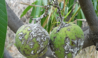 La cochenille Icerya Seychellarum a fait des ravages sur les vergers en 2011 et 2012 (© D. Vincenot)