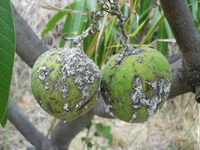 La cochenille Icerya Seychellarum a fait des ravages sur les vergers en 2011 et 2012 (© D. Vincenot)
