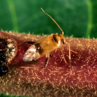 La Punaise du manguier est encore très mal connue (© D. Vincenot)