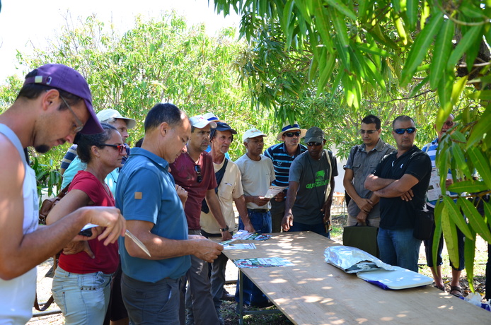 Démonstration de matériel pour le piégeage de mouches des fruits bis © C. Schmitt