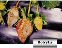 Botrytis