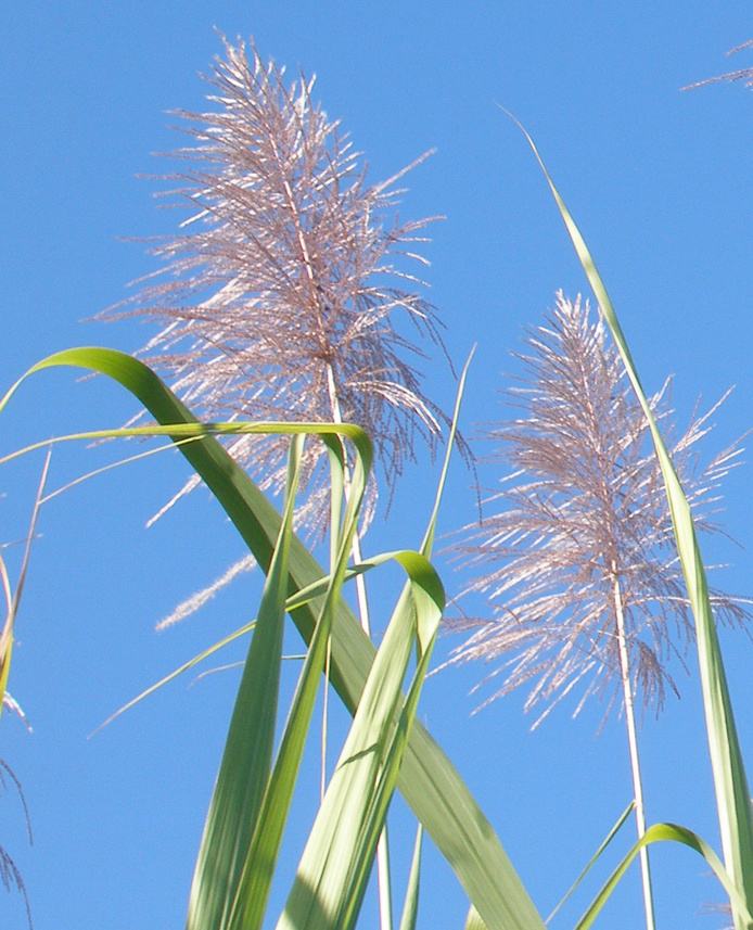 Canne à sucre © S. Della Mussia, Cirad