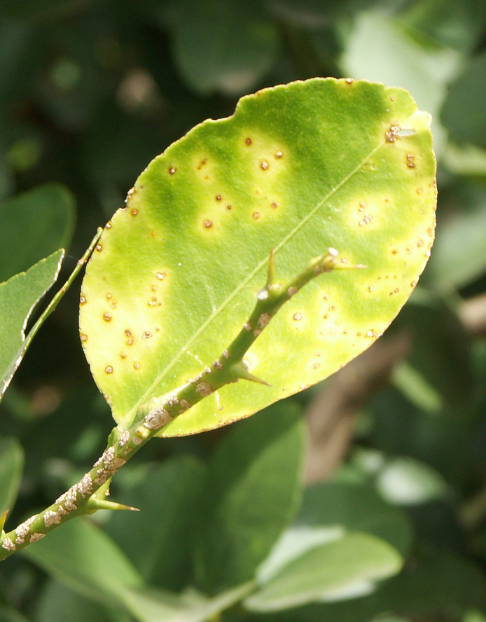 Chancre citrique © C. Vernière, Cirad