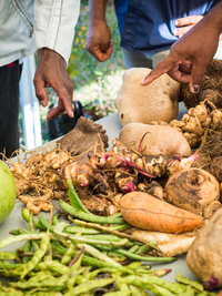 Legumes Lontans Agrofertiles