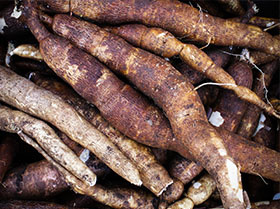 Manioc Formation FULL