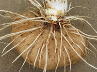 Tacca