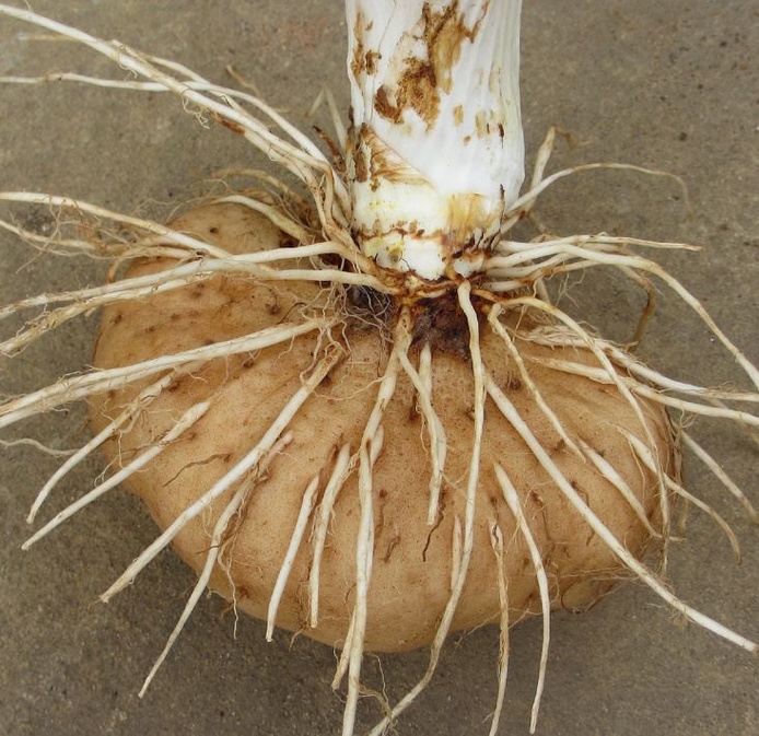 Tacca Leontopetaloides