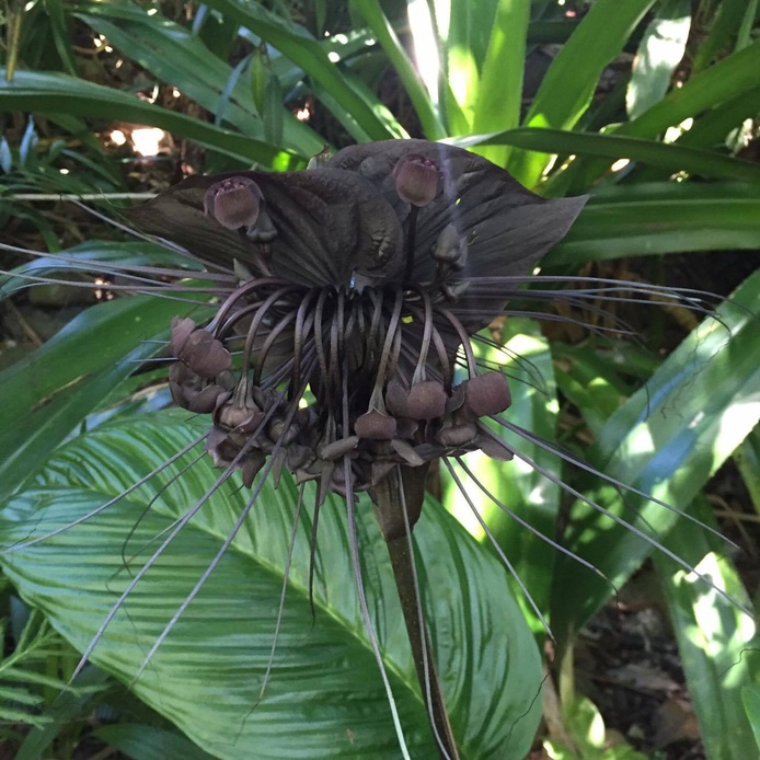 Tacca 1