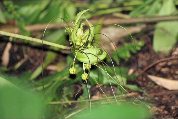 Tacca 2