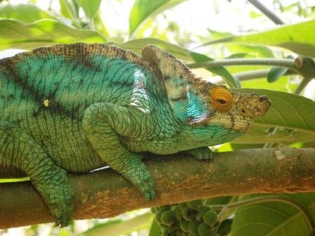 Caméléon