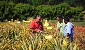 Champ expérimental d'ananas à la Réunion