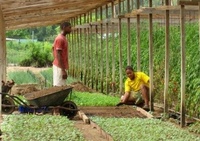 Cultivateurs aux Seychelles