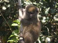 Lémurien Bambou