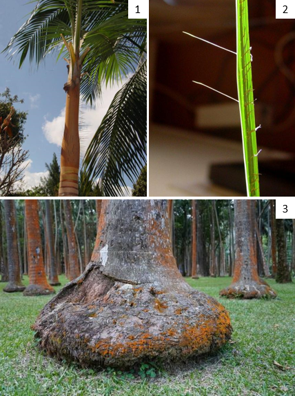 A. rubra