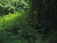 Acacia concinna invasion on Mahe Island, Seychelles.