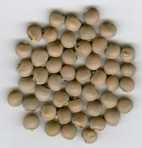 Ambrevade panaché_Cajanus cajan_CR-XG-00065_CRF0035_3P_600ppi_20201004-2-3_MS