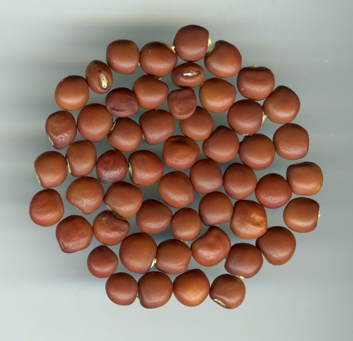 Ambrevade_Cajanus cajan_Fabaceae_CR-XG-00064_CRF0025_600 ppp_CRB Vatel_Ligne Paradis_20221229-4_MS