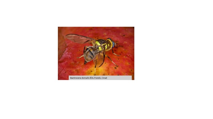 Bactrocera dorsalis