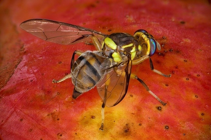 Bactrocera dorsalis