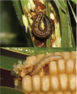 chenille legionnaire sur mais-source FICHE TECHNIQUE MAÏS-SOJA N° 04- CONTRÔLE DE LA CHENILLE LÉGIONNAIRE D’AUTOMNE (CLA) SUR LE MAÏS-