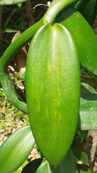Flecking_20200125_112848