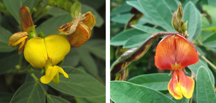 fleurs deux variétés