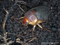 Hoplochelus marginalis-adulte-canne à sucre-(Antoine.FRANCK-Cirad)-s1