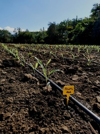 Jeunes plants maïs