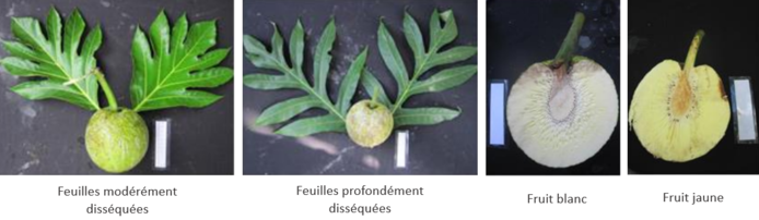 Phénotypage arbre à pain FOFIFA