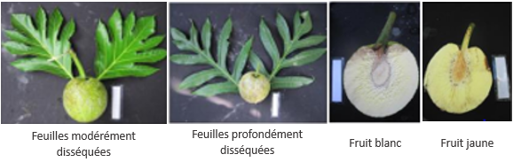 Phénotypage FOFIFA