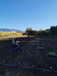 Plantation maïs