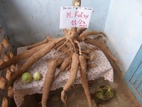 Manioc obtenu avec une technique améliorée