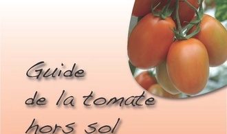 Guide de la tomate hors sol à la Réunion