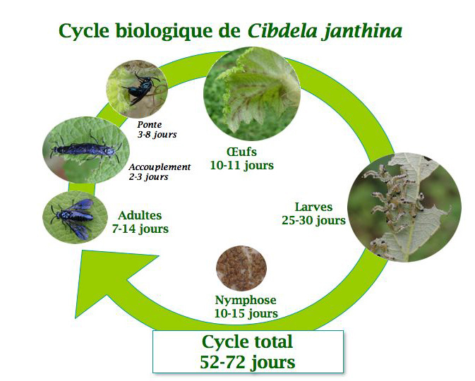 cycle cibdela