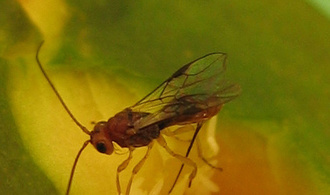Fopius arisanus, parasitoide des mouches des fruits.