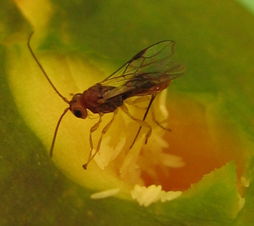 Fopius arisanus, parasitoide des mouches des fruits.